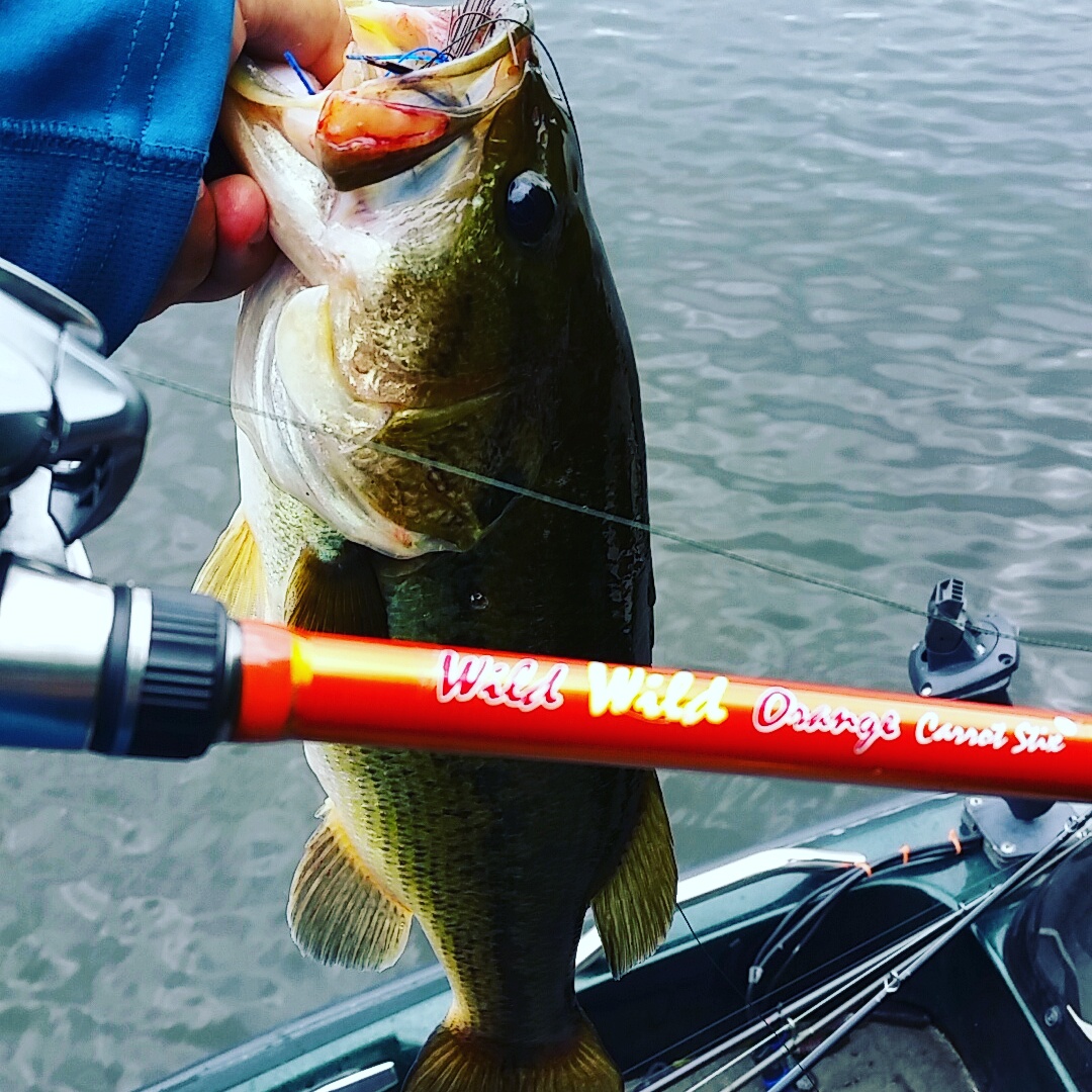 Putting the stix in carrot stix best fishing rods on the market!
